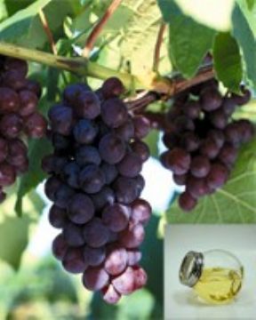 Grape Seed Oil